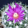 Stenocactus_ochoterenaus